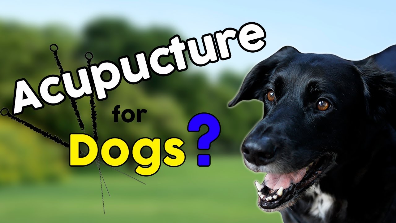 Acupuncture for Dogs? Does it really work? YouTube