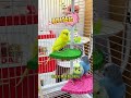 🐦 Smart Parrot Balancing Challenge! 😍 | Cute Birds Playing
