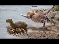 Ataques de leopardo com fome e come a família Capybara no rio na África- Capybara Vs Leopard