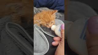 My kitten Tesla attacking the bottle ❤