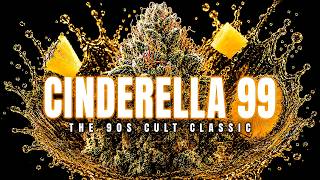 Cinderella 99: The 90s Strain That Fixed Everything That Was Wrong With Sativas
