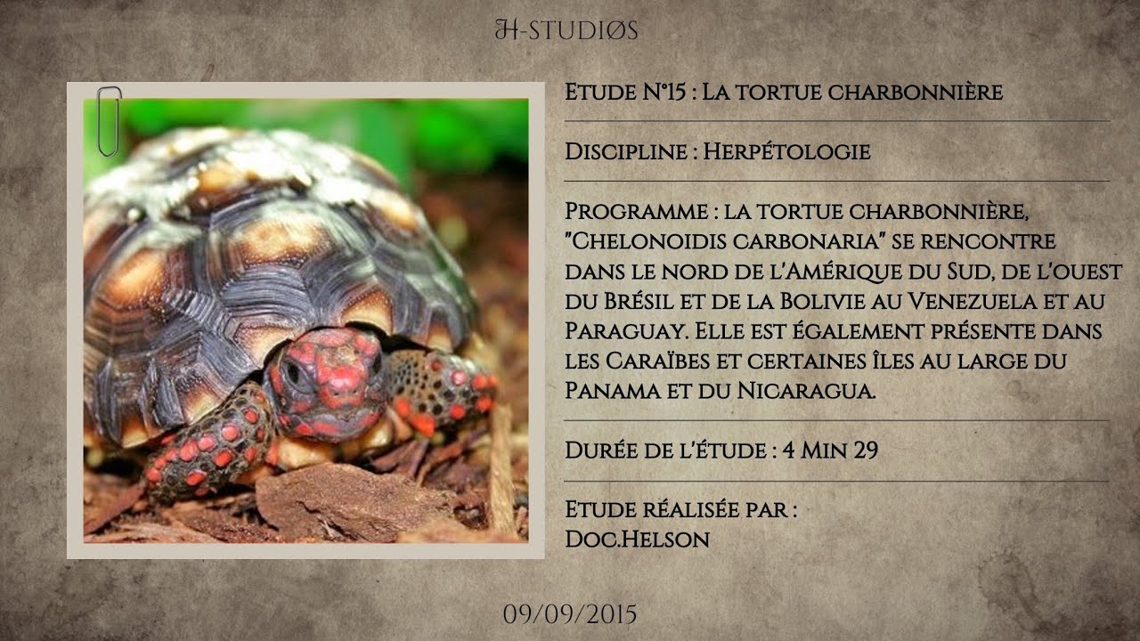 LA TORTUE CHARBONNIÈRE - CHELONOIDIS CARBONARIA.