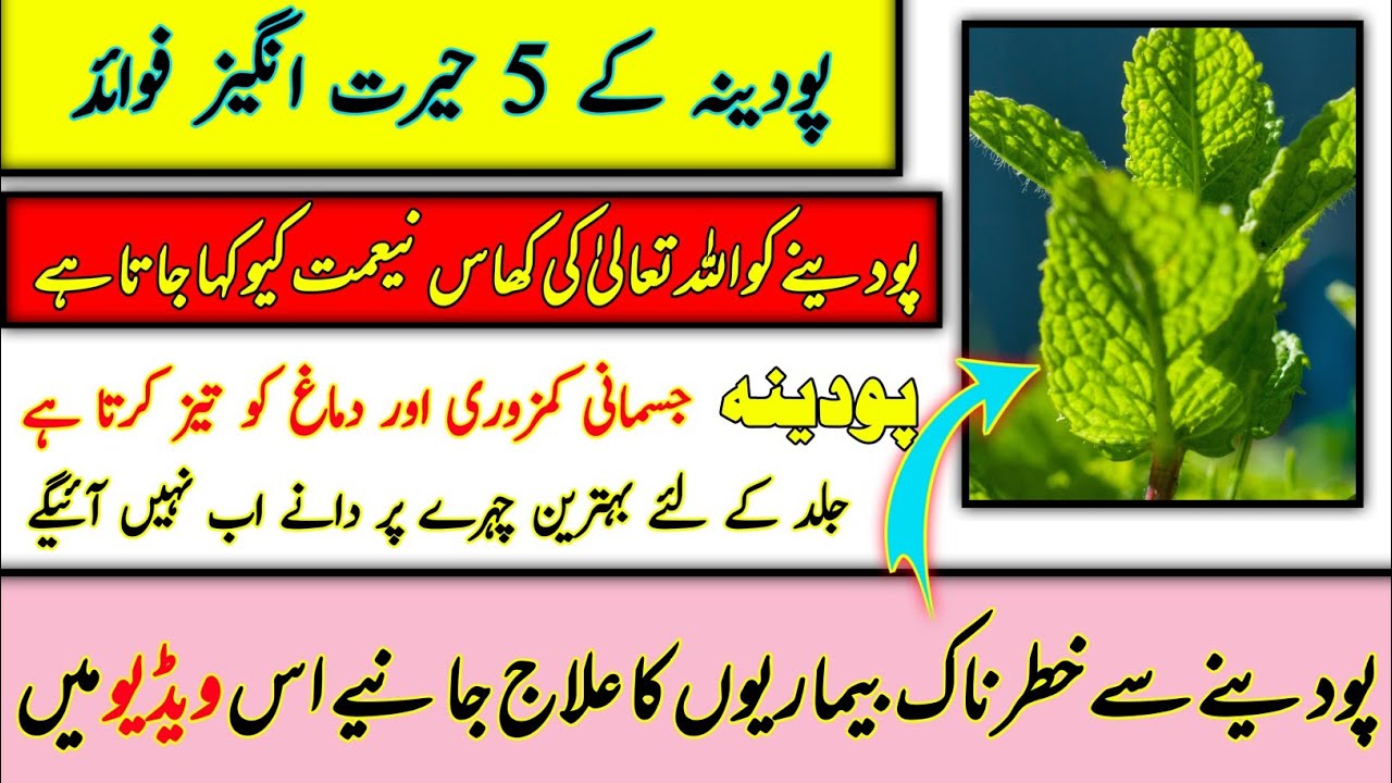 Five Surprising Benefits of Mint benefits of mint water benefits of