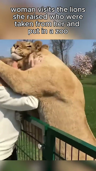 Lions Reunited With Owners After Many Years