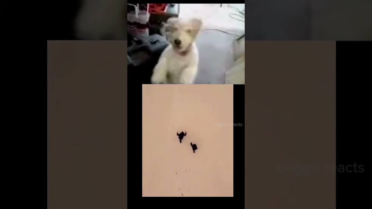 Dog Reacts to funny Video | Hilarious Dog Laughs! #9 