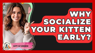 Why Socialize Your Kitten Early? - Happy Cat Handbook