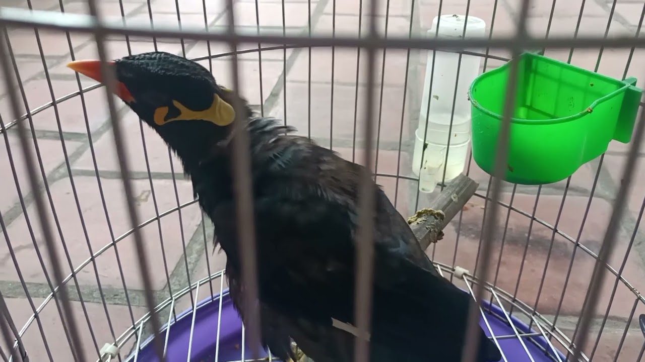 một số lưu ý khi mới bắt đầu nuôi chim nhồng