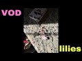VOD #43
