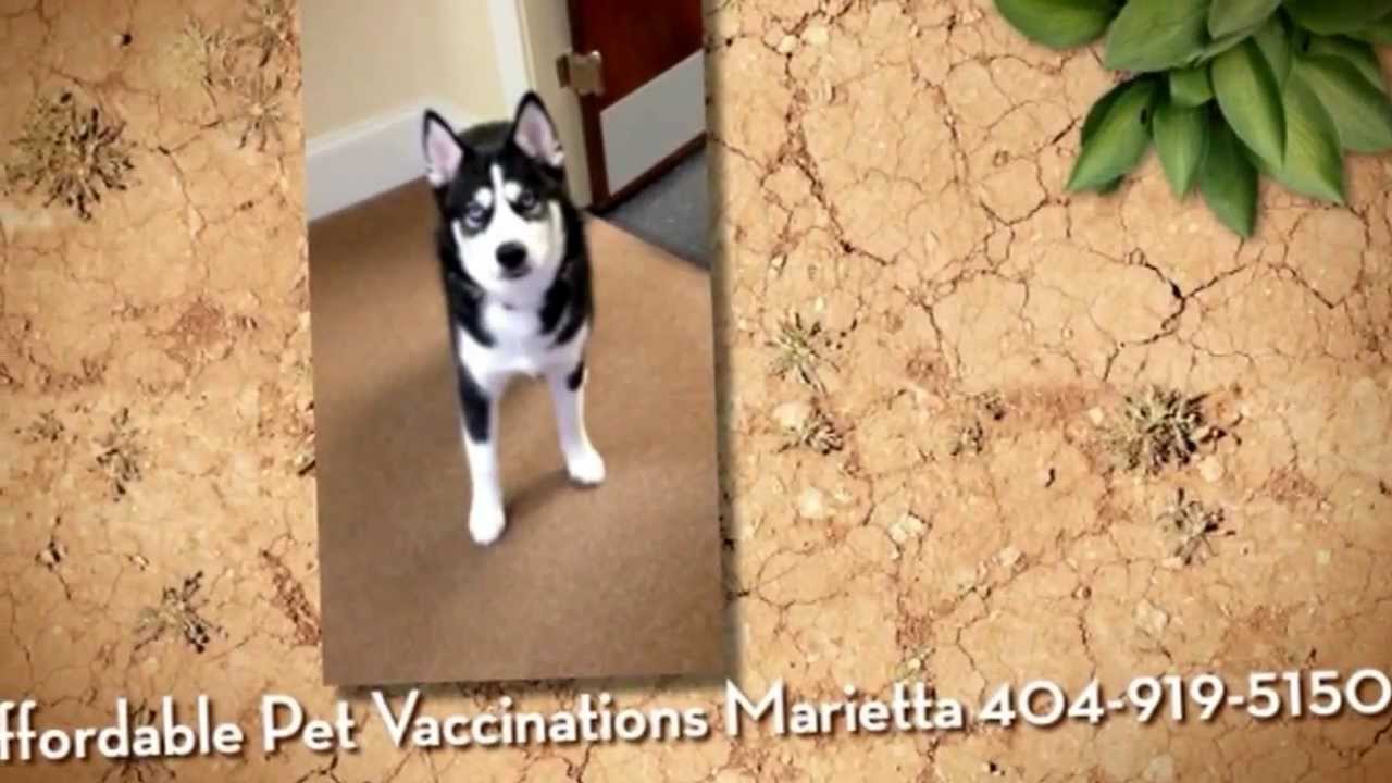 Marietta Vet Clinic and veterinarian Julian Peckich DVM offer