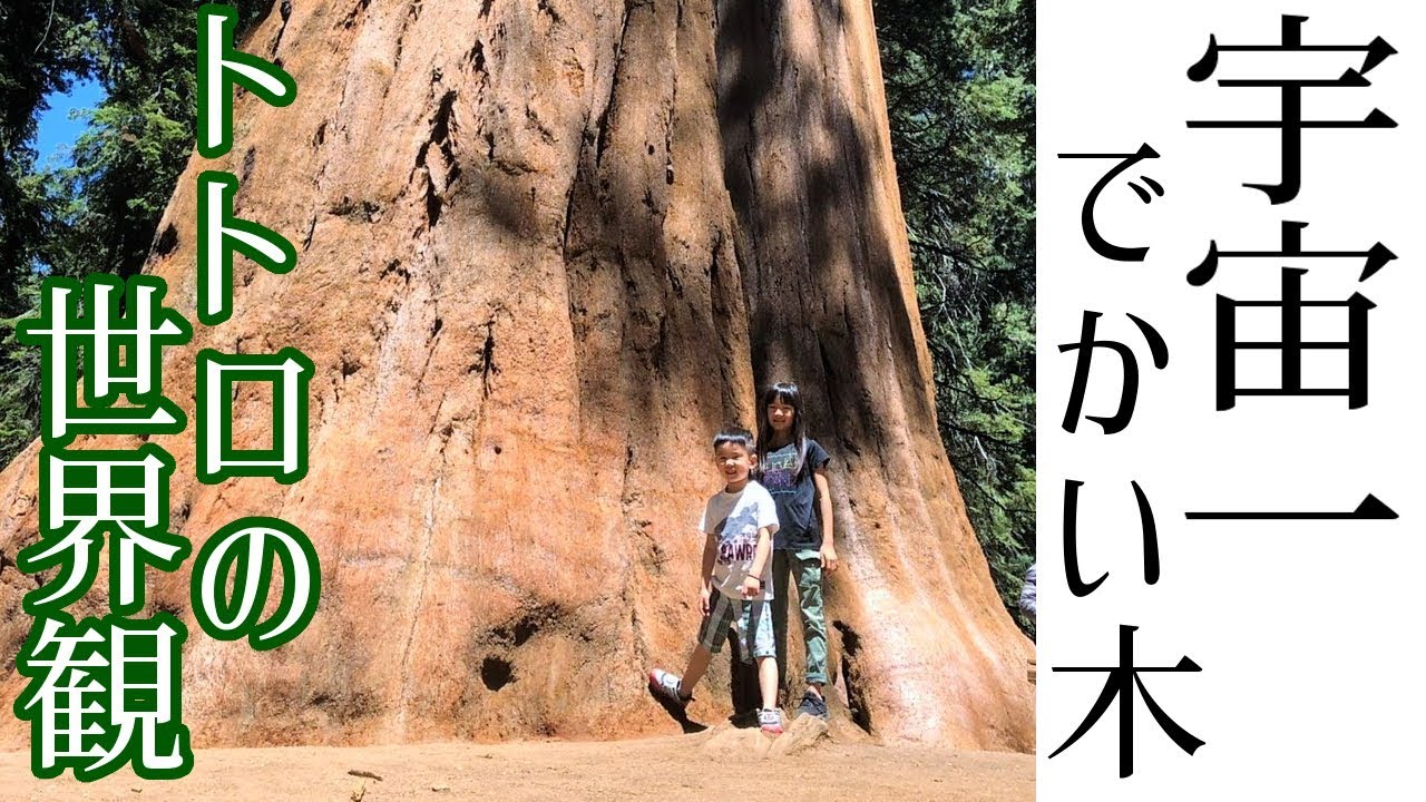 The biggest tree on Earth!] A close look at Koto-chan's
