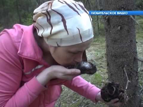 Сюжет   Чудо грибы Саркосома)
