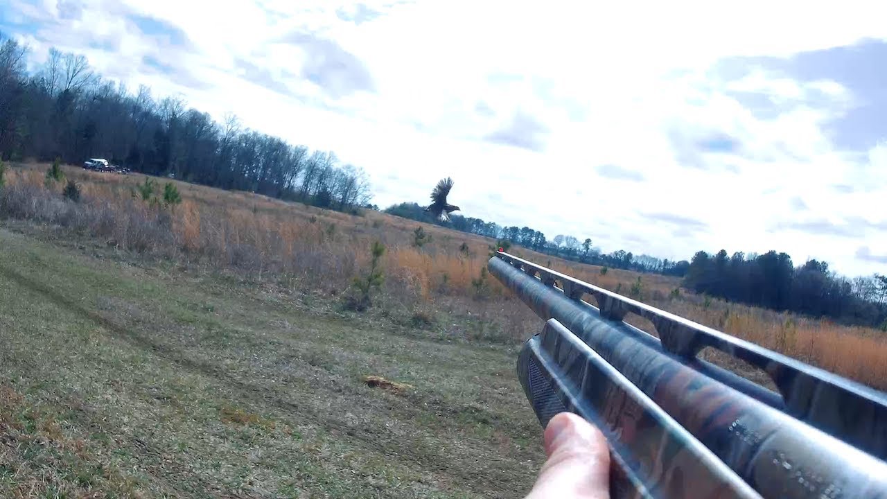 Plantation Style Alabama Quail Hunt YouTube