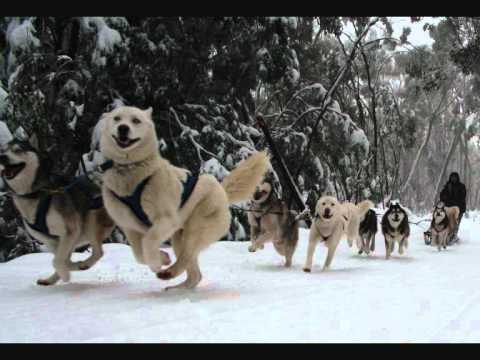 howling husky sled tours