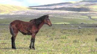The Lone Horse Whisperer