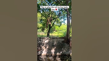 Tree growing at the wall and birds nests #forest  #trees #nature