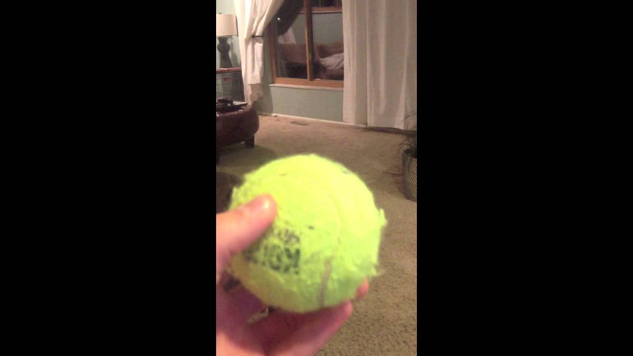 A Documentary Of My Dog In Spanish YouTube