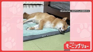 「お昼寝中も楽しい！」　寝ながらくすくす…笑いが止まらない　夢を見るワンちゃん【羽鳥慎一モーニングショー】(2025年11月29日)