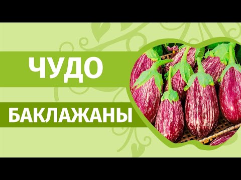 Баклажаны на рассаду без пикировки. Какие сорта выбрать для теплиц и открытого грунта.