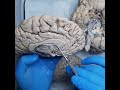 Анатомія кінцевого мозку, функції кори