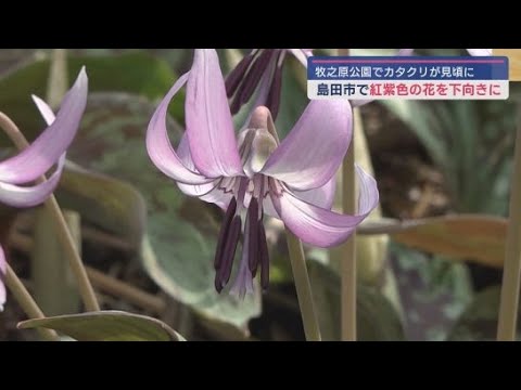 牧之原公園のカタクリ園で自生する１万株のカタクリの花が見ごろに　静岡・島田市