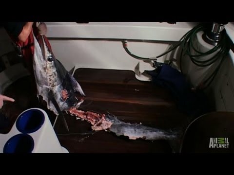 clips for crocs Marlin Desecrated by Giant Squid | Man-Eating Super Squid