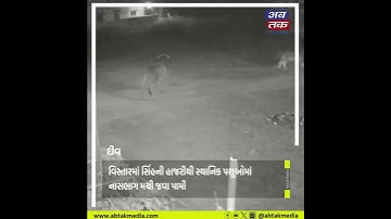 દીવના પટેલવાડી વિસ્તારમાં ફરી સિંહનાં આટાફેરા: સીસીટીવી ફૂટેજ આવ્યા સામે, લોકોમાં ભયનો માહોલ