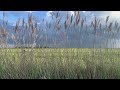 Calm Country Ambience | Birds Singing & Soft Wind