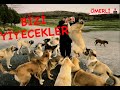 KADERİNE TERK EDİLMİŞ SOKAK KÖPEKLERİ