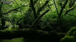 Agua, aves y grillos  para relajarse y dormir en pocos minutos !!!