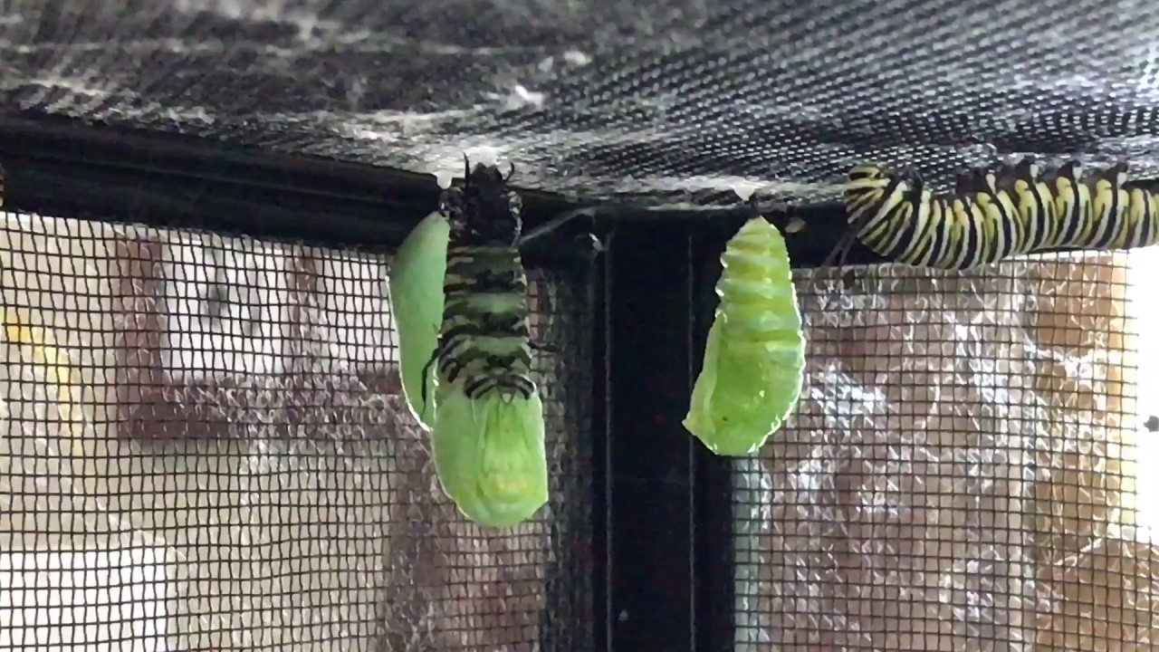 Two caterpillars two chrysalises YouTube