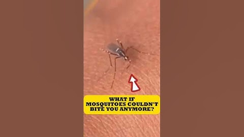 Genetically Modified Mosquito That Can