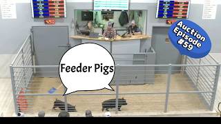 Feeder Pigs Auction on 02/03/2026