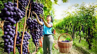Harvesting Grapes Goes To Market Sell - Harvest and preserve onions | Phuong Daily Harvesting