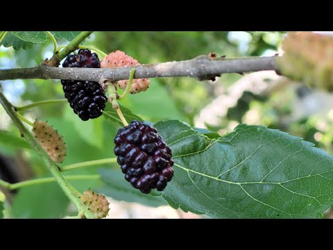 Video: How To Properly Store Mulberries