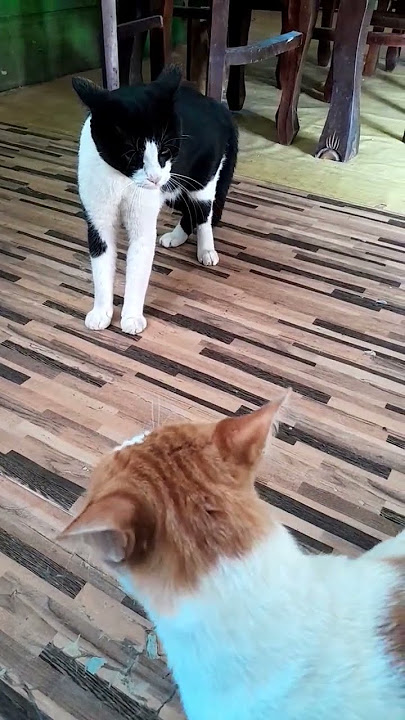 ngk pernah akur😂#cat #cats #shortvideo #shorts #shortsfeed #youtube #funny #funnyvideo #trending