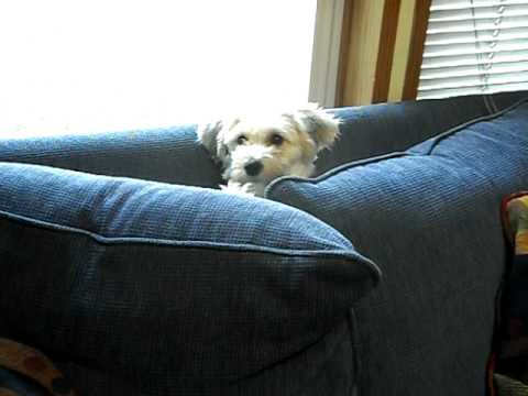 Lola, the Yorkie Poo, playing Peek-a-Boo