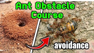 Can Ants Master Obstacle Courses? WHAT WE CAN LEARN FROM ANTS Insect Stories