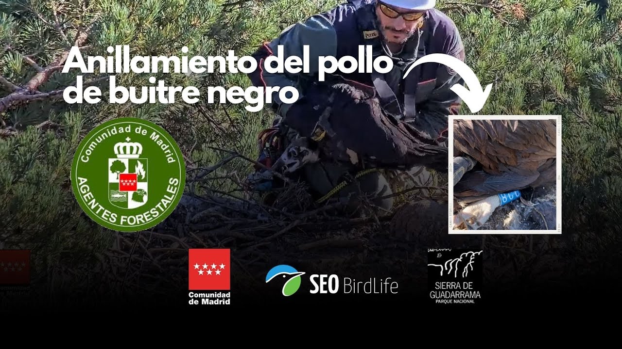 ANILLAMIENTO DEL POLLO - Buitre negro - P.N. Sierra de Guadarrama
