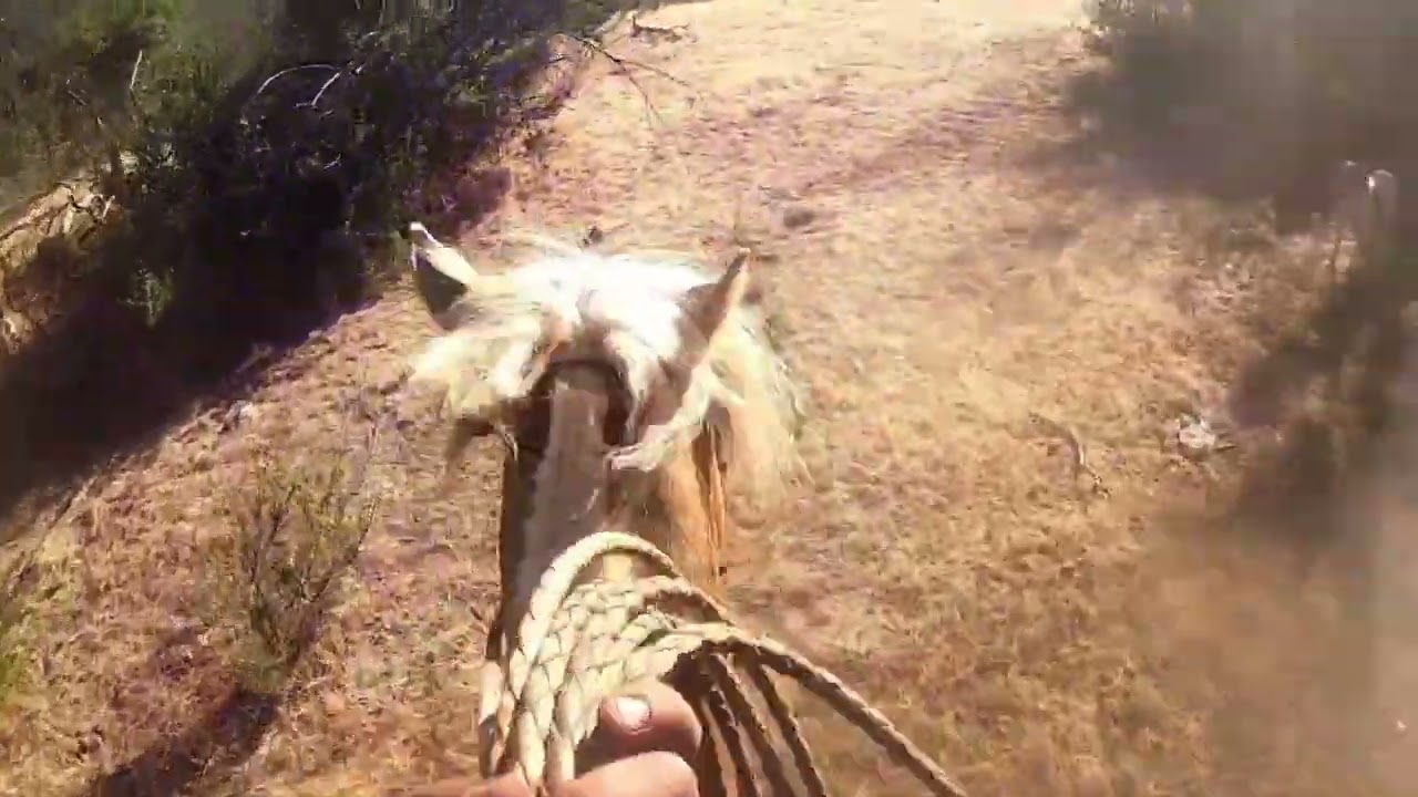 laceros cuadrilla los gato#12