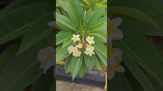 I want to show you the beauty of Plumeria flowers|Plumeria flower plant.#viral #flowers #garden