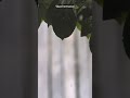 Late night lofi #shorts #chill