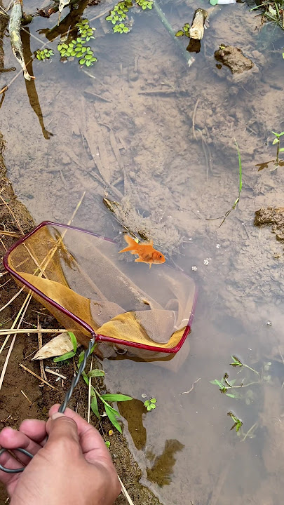 Ternyata Mudah Sekali Menemukan Dan Menangkap ikan Channa limbata di Spot ini