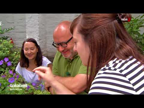 Video: Clefthoof - Eine Immergrüne, Ungewöhnliche Pflanze - Schmückt Die Schattigen Plätze Ihres Gartens