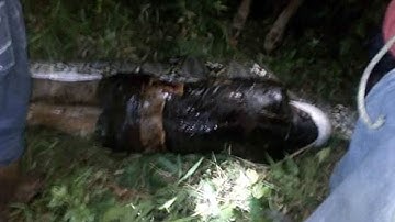 Indonesian Farmer Swallowed Whole by 23-Foot-Long Python
