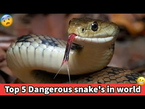 Top 5 Dangerous snake&rsquo;s in world - Dangerous snake&rsquo;s - Top dangerous snake