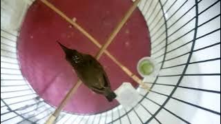 Kolibri Ninja (Konin) Trotol Nyrecet Gacor  Jam 2 Pagi, Ganggu Orang Tidur. 🤣