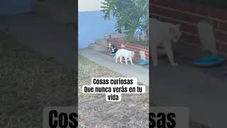Cosas que solo verás una vez en tu vida #BuenavidaRoute #CosasQueNuncaVerás #GatoYZorrillo #parati