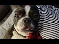 Boston Terrier actively dreaming, really cute and funny