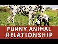 Funny but UNLIKELY friends – a Dalmatian dog &amp; a lamb