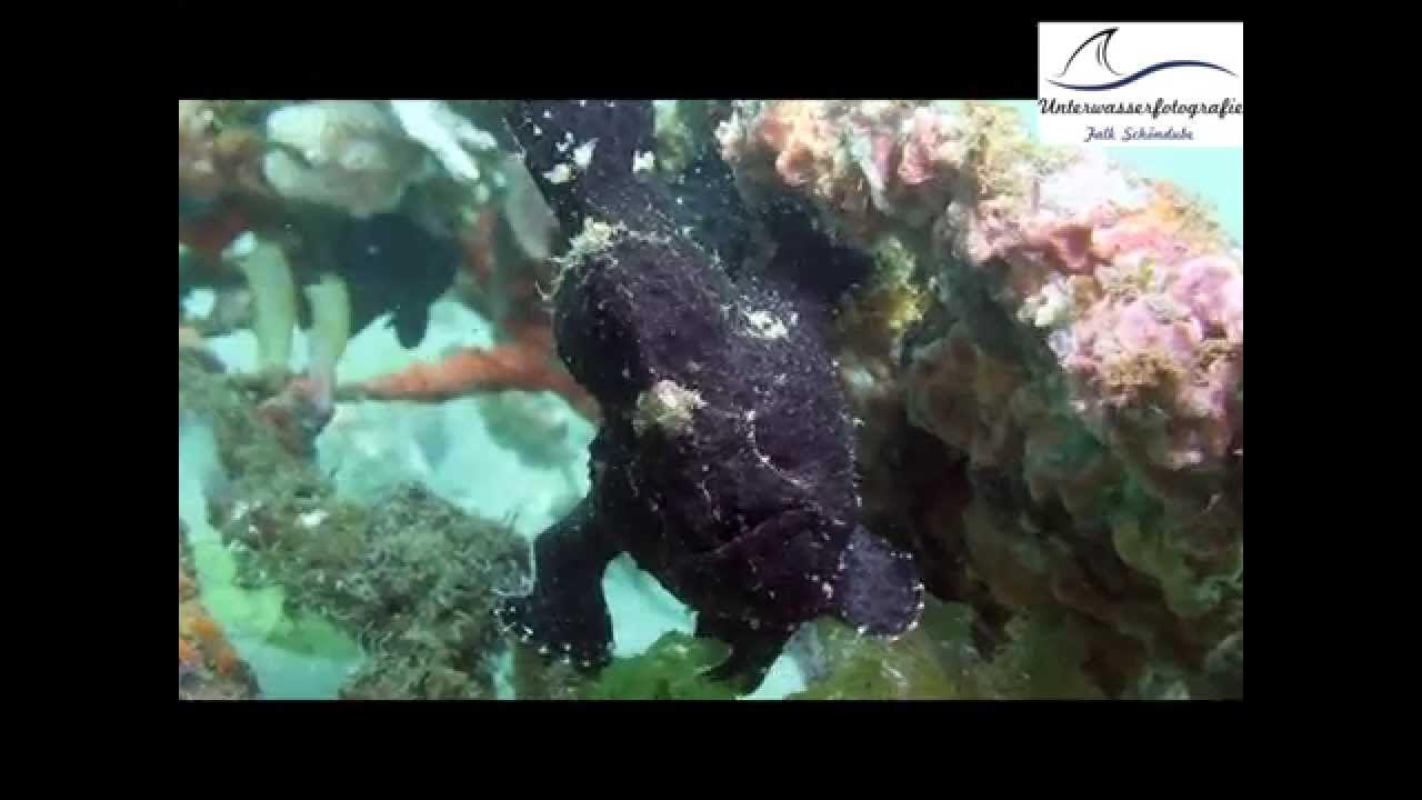 Monsters of the Secret Bay - Gilimanuk Bali - YouTube